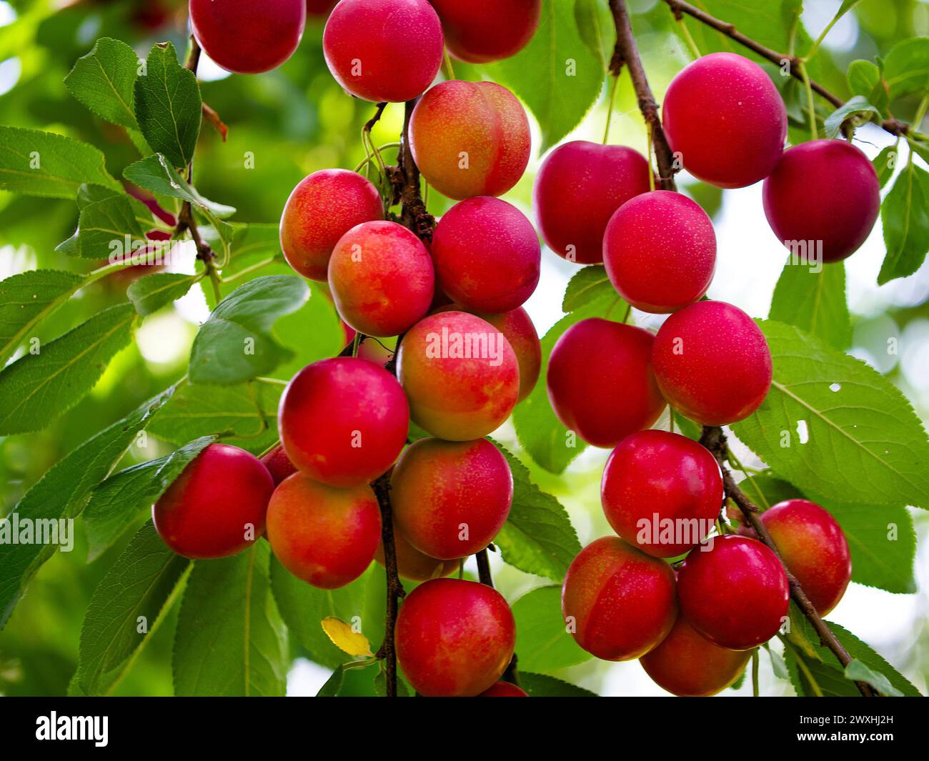 Nahaufnahme reifer Kirschpflaumen auf einem Baumzweig, umgeben von leuchtend grünen Blättern. Ideal für Inhalte im Zusammenhang mit ökologischem Landbau und frischen Produkten. Stockfoto