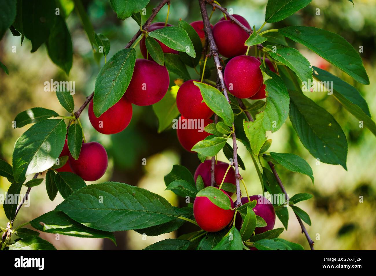 Ein detaillierter Blick auf Kirschpflaumen in verschiedenen Rot- und Orangentönen. Geeignet für botanische Studien oder naturbezogene Inhalte. Stockfoto