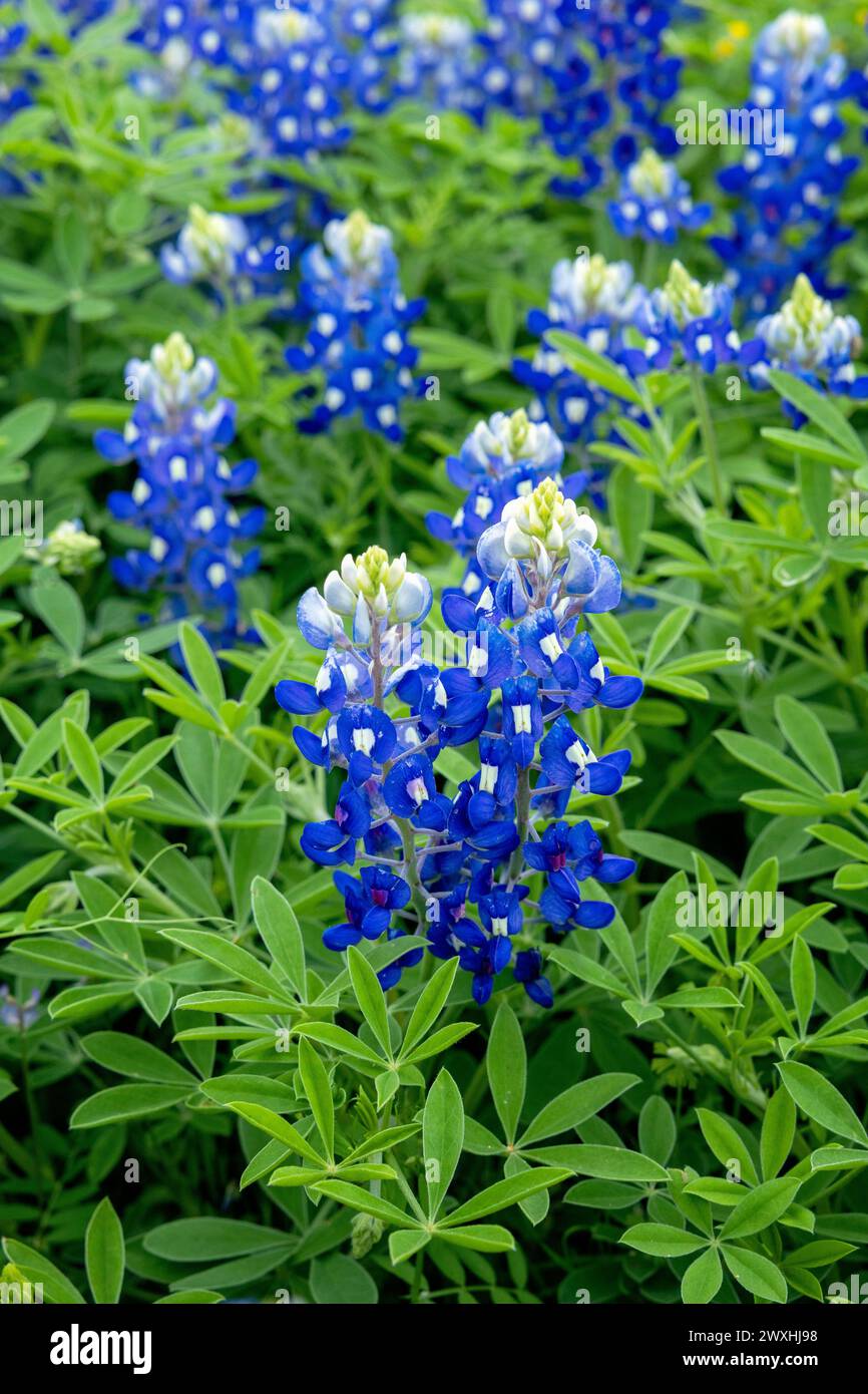 Muleshoe Bend, Spicewood, Texas, Bluebonnets Stockfoto