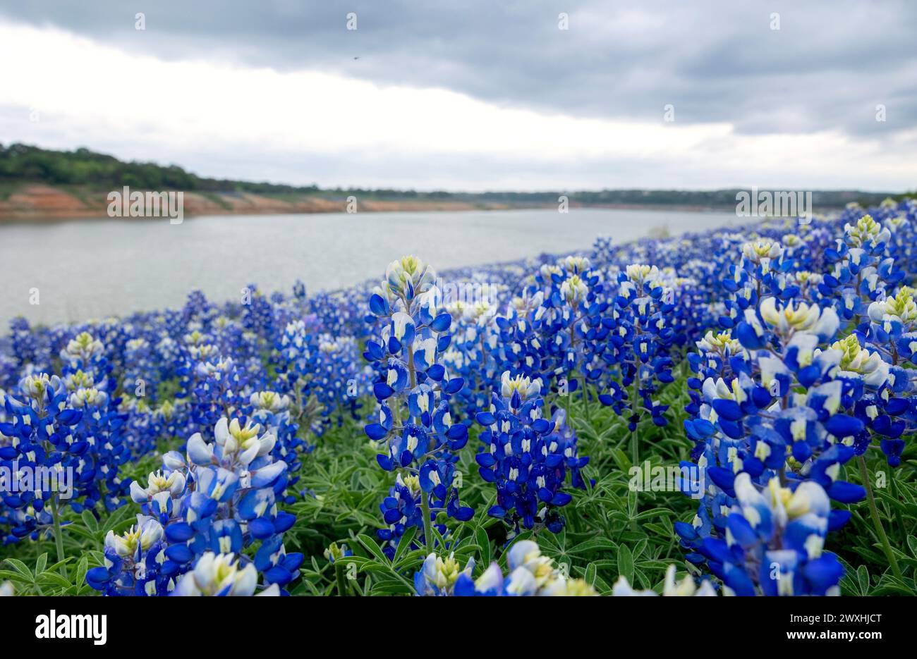 Muleshoe Bend, Spicewood, Texas, Bluebonnets Stockfoto