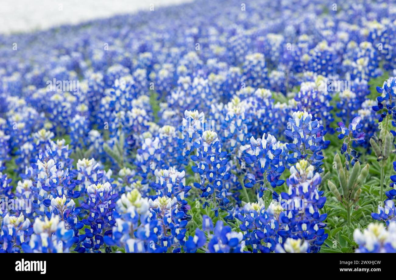 Muleshoe Bend, Spicewood, Texas, Bluebonnets Stockfoto