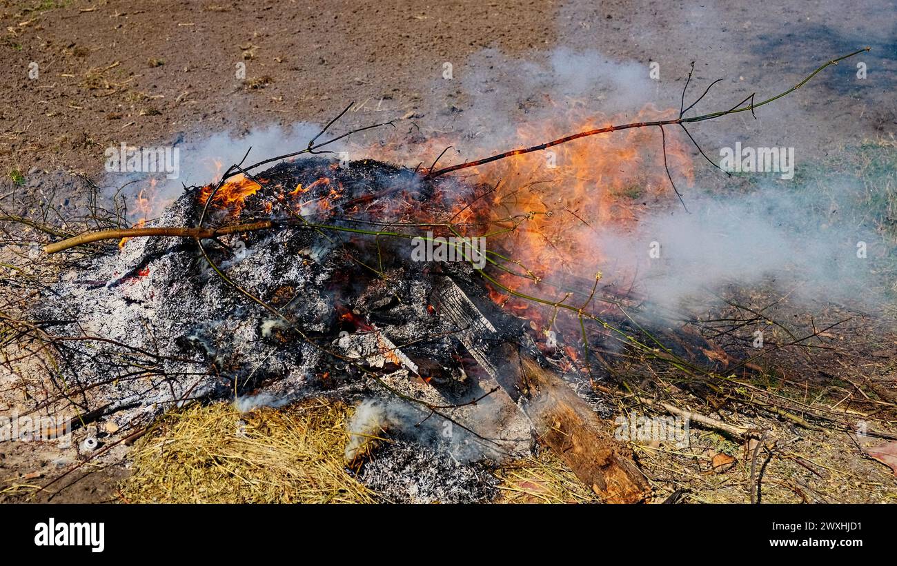 Aschen bilden sich, als orangene Flammen Holzstücke verbrennen. Stockfoto