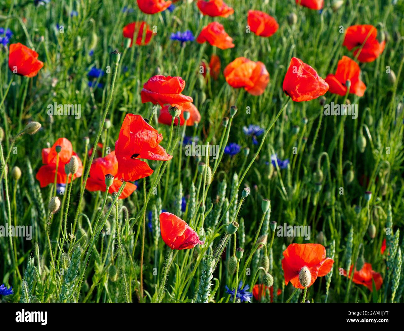 Hellroter Mohn blüht inmitten grüner Blätter. Stockfoto