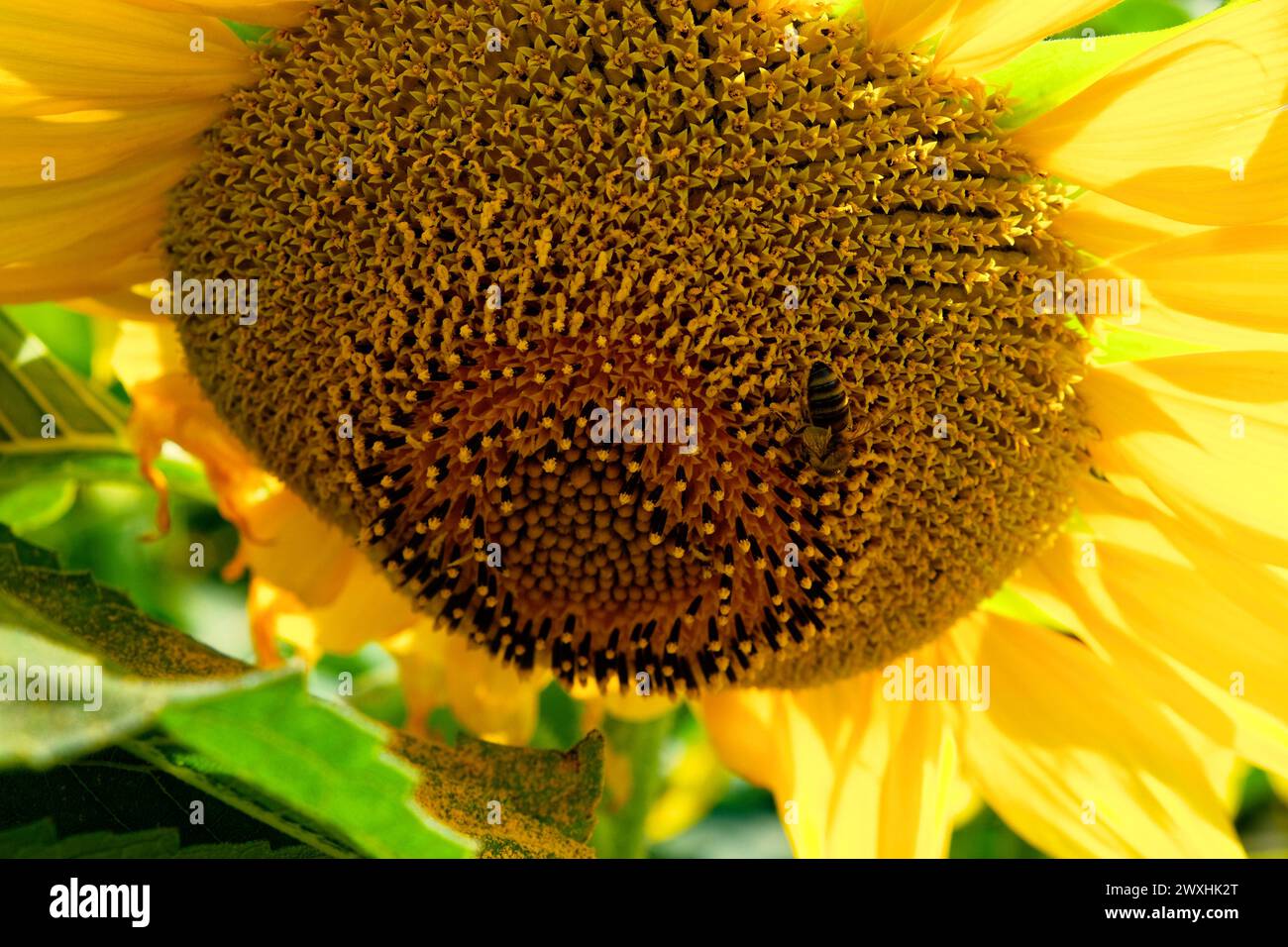 Eine detaillierte Ansicht einer Biene, die Nektar aus den Samen in der Mitte einer blühenden Sonnenblume extrahiert. Stockfoto