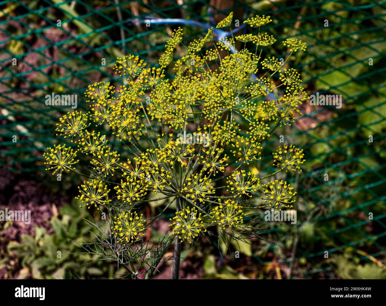 Gelbe Blumenhaufen an den Spitzen strahlender grüner Stiele. Stockfoto