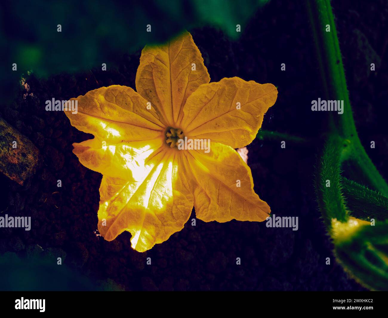 Das Bild zeigt die detaillierte Textur einer einzelnen gelben Blume und ihren grünen Stiel. Stockfoto