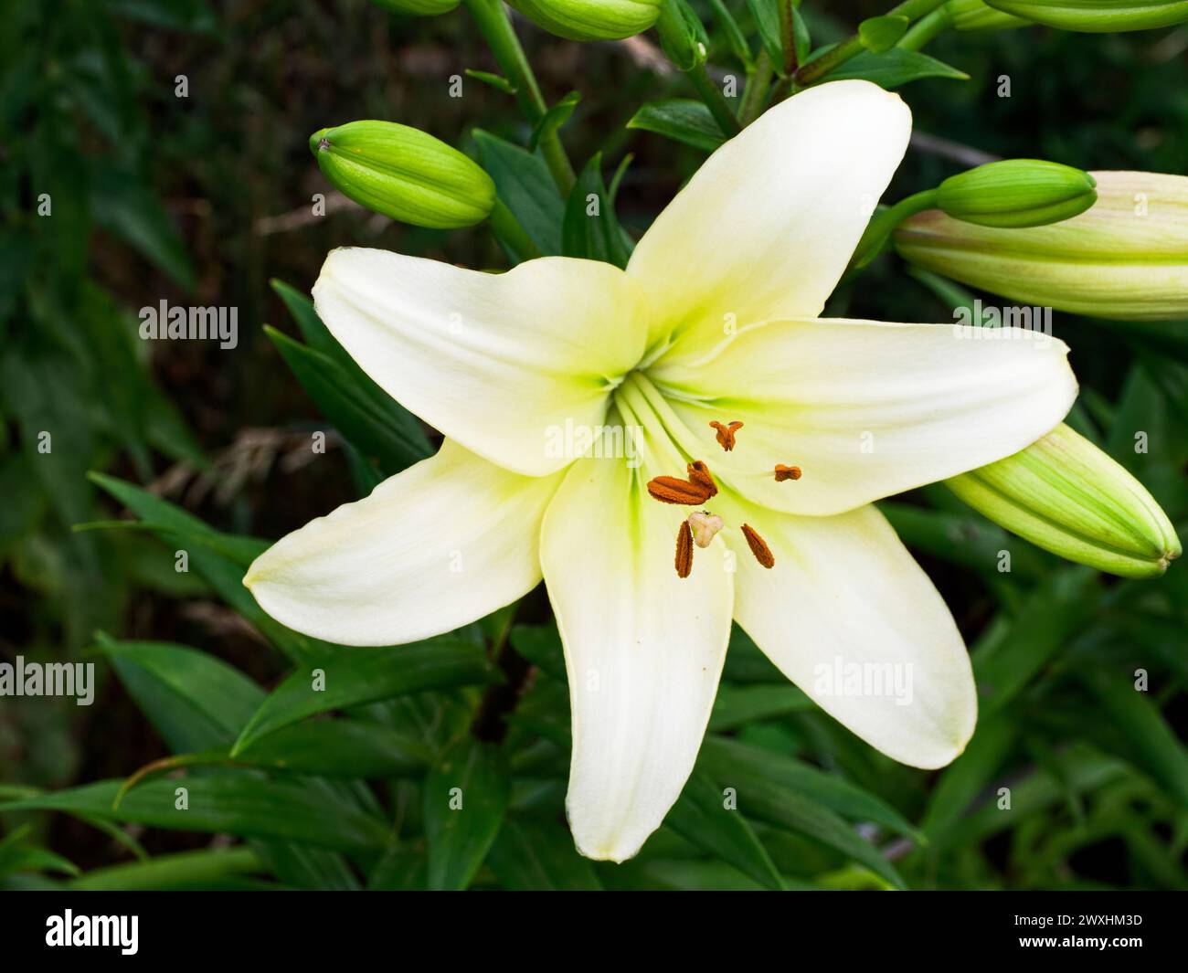 Eine leuchtende weiße Lilie blüht inmitten grüner Knospen, die Blütenblätter breiten sich breit aus und zeigen braune Staubblätter vor einem sanften grünen Hintergrund. Stockfoto Eine leuchtende weiße Lilie blüht inmitten grüner Knospen, die Blütenblätter breiten sich breit aus und zeigen braune Staubblätter vor einem sanften grünen Hintergrund. Stockfoto