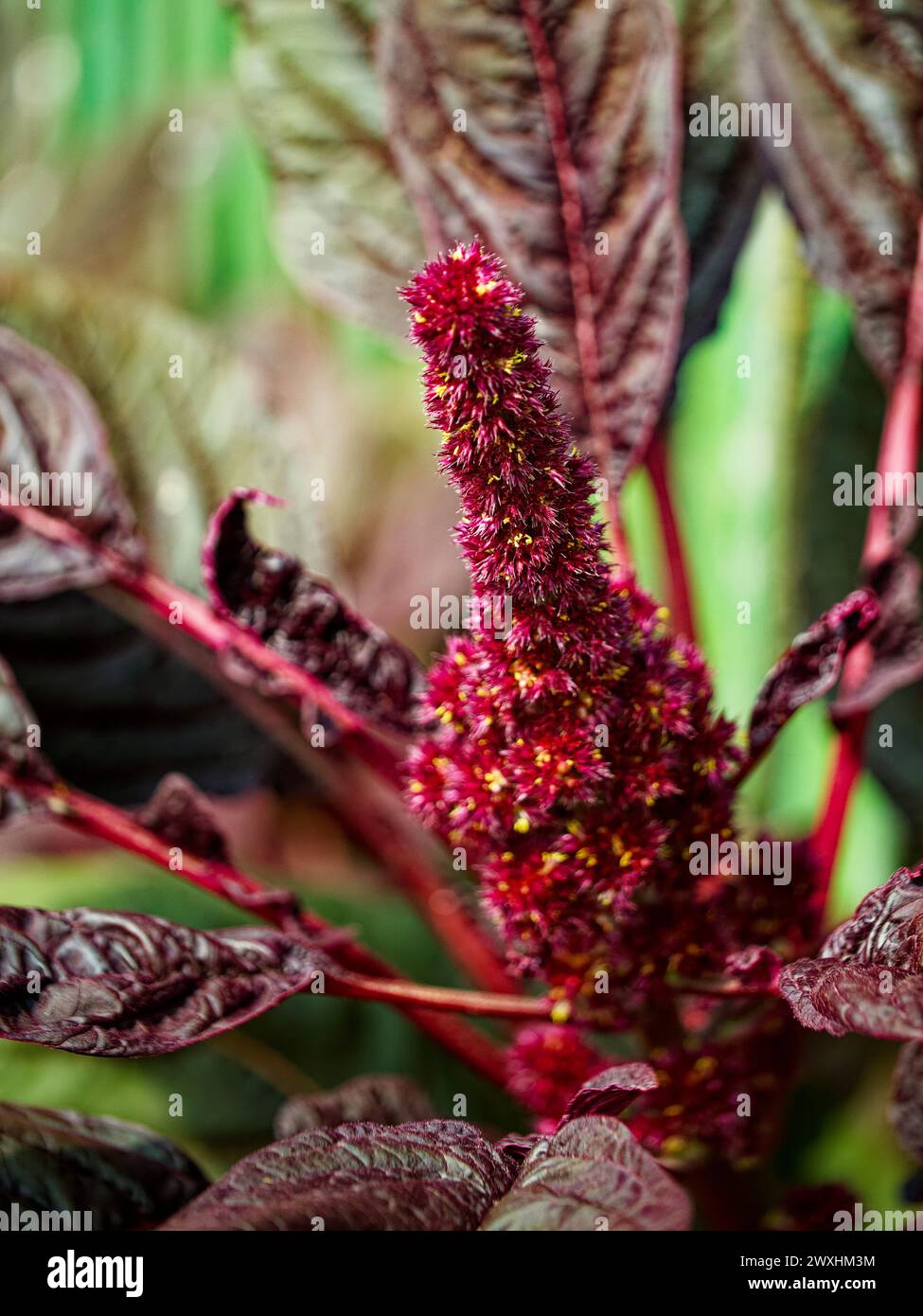 Eine leuchtend rote und lila Blume inmitten dunkelgrüner Blätter mit komplexen Details und Texturen. Stockfoto