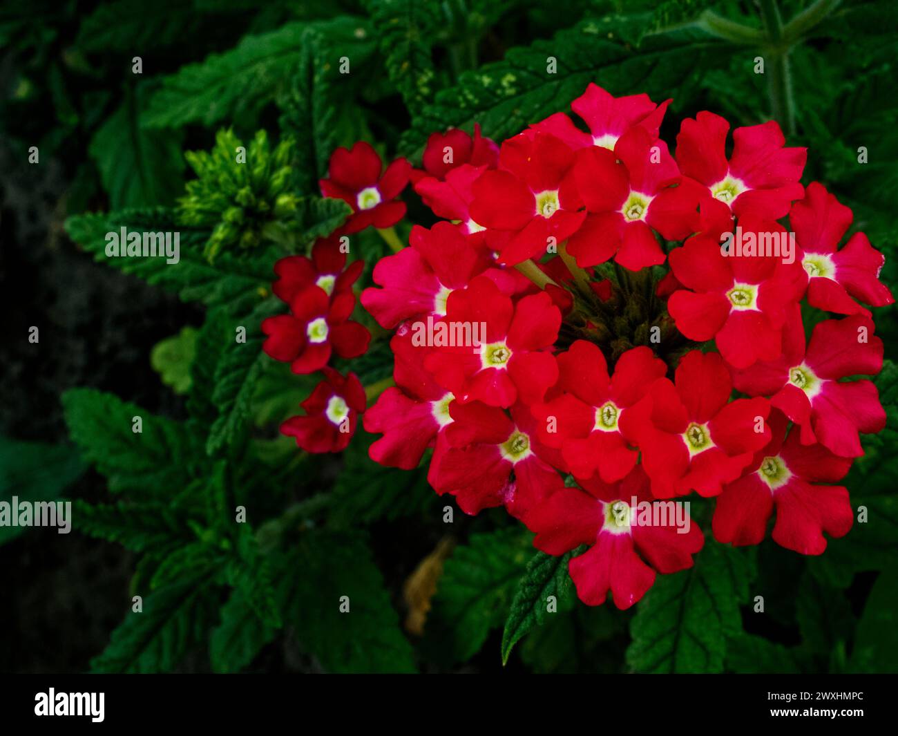 Ein Blumenstrauß aus leuchtend roten Blumen mit weißen sternförmigen Mittelpunkten vor tiefgrünem Hintergrund. Stockfoto