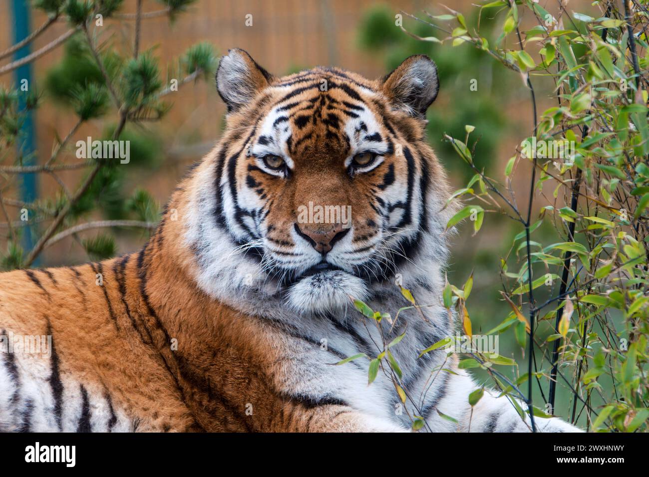 Halten Sie die majestätische Natur mit diesem atemberaubenden Bild eines Amur-Tigers fest. Die detailreiche Nahaufnahme zeigt die ikonischen orangefarbenen und schwarzen Streifen des Tigers Stockfoto