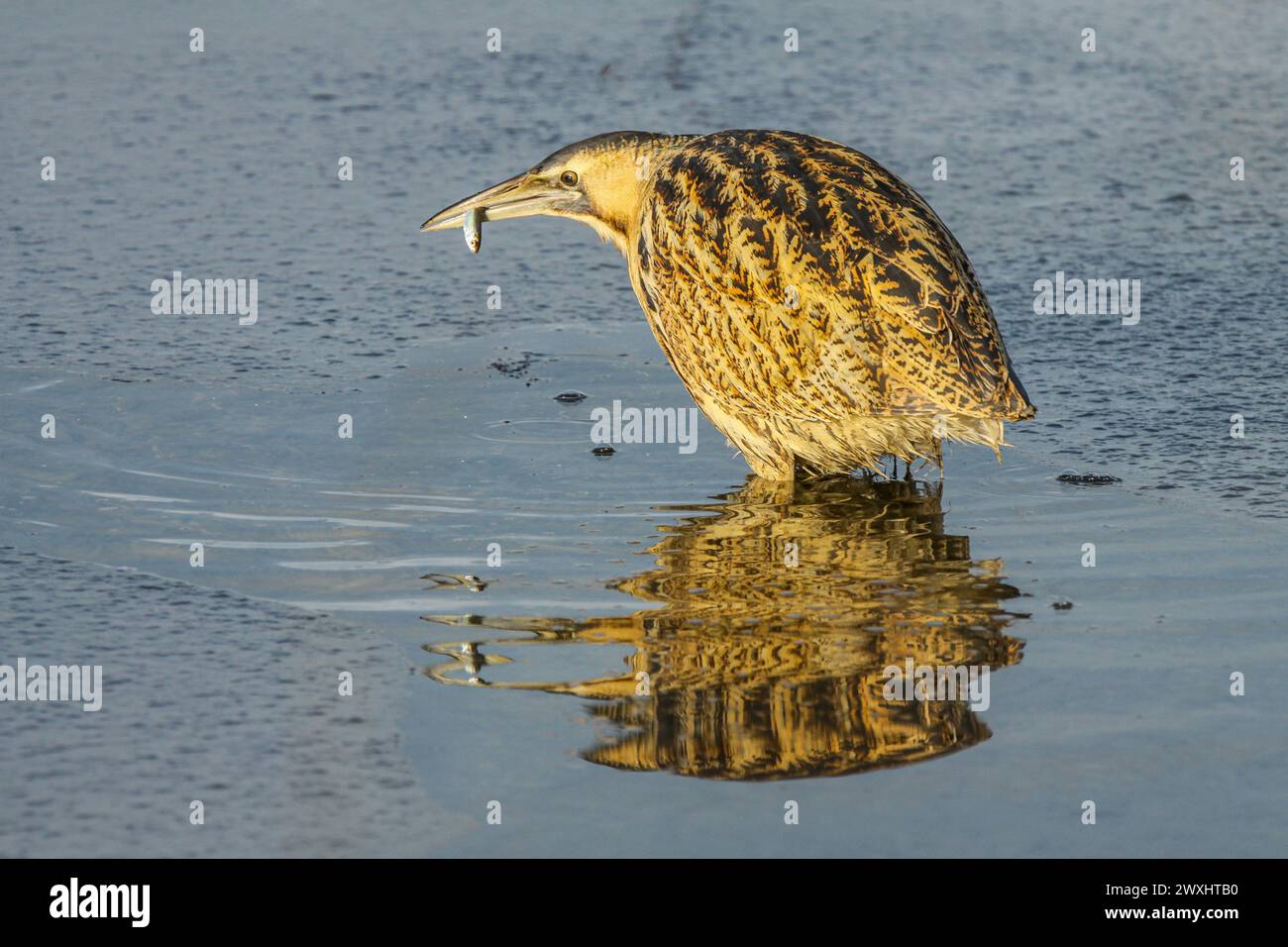 Große Bitterfischerei auf gefrorenem Teich, Naturschutzgebiet Grande Caricaie, Neuchâtel See, Schweiz Stockfoto