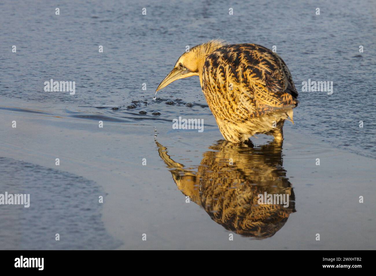 Große Bitterfischerei auf gefrorenem Teich, Naturschutzgebiet Grande Caricaie, Neuchâtel See, Schweiz Stockfoto