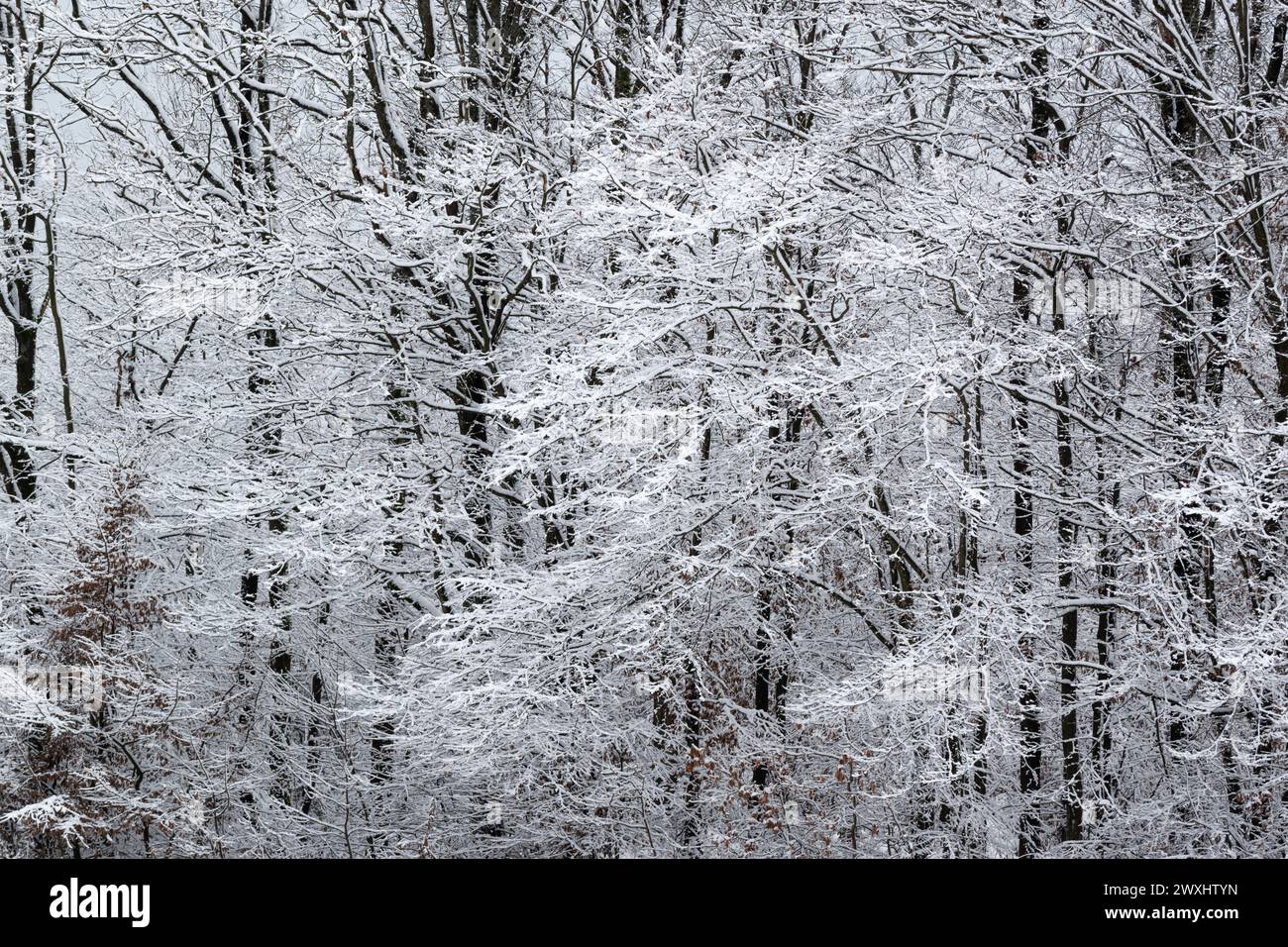 Baummuster im Winter, Äste und Zweige mit Frost bedeckt Stockfoto