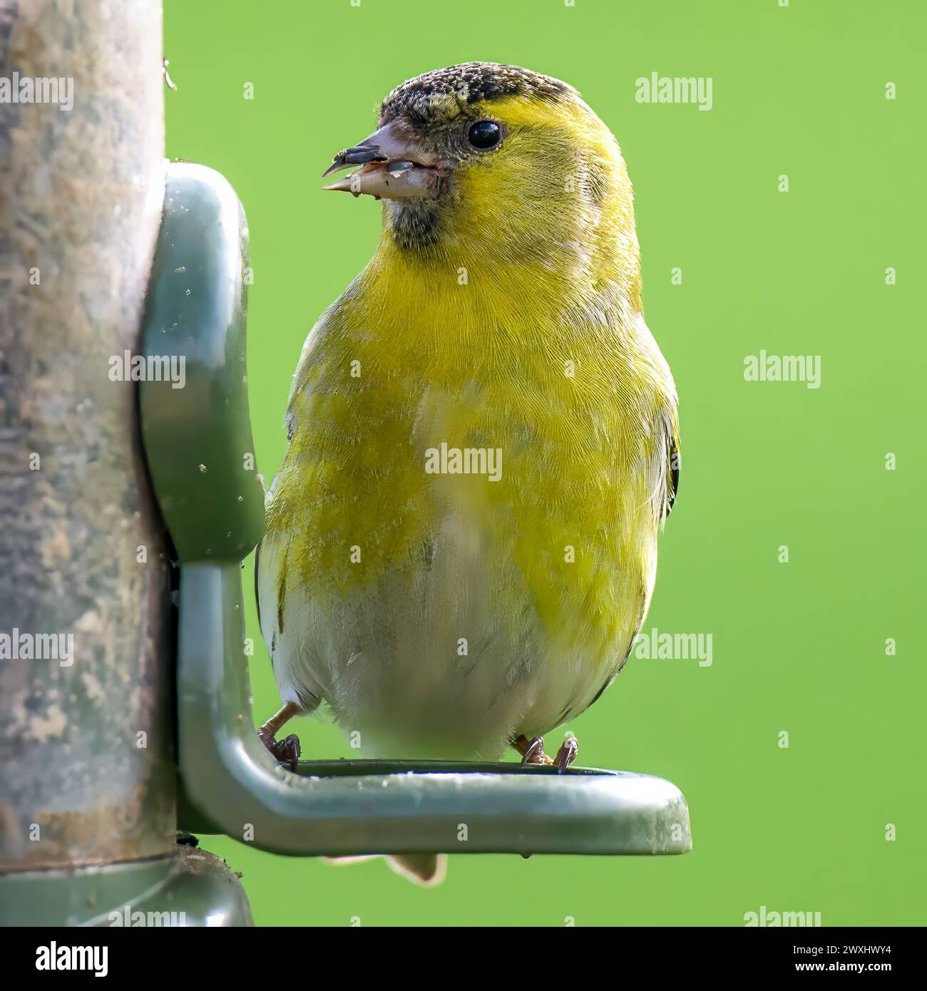 Ein Siskin, Spinus, der auf einem Vogelfutter sitzt Stockfoto