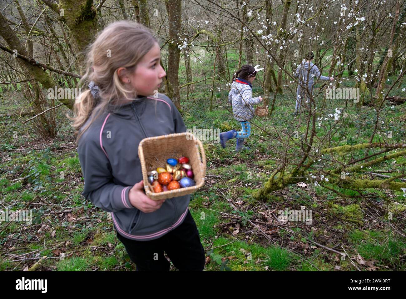 Ostereierjagd Kinder Kind Mädchen mit Korb Schokolade Ostereier in Carmarthenshire Wales March Garden 2024 Großbritannien KATHY DEWITT Stockfoto