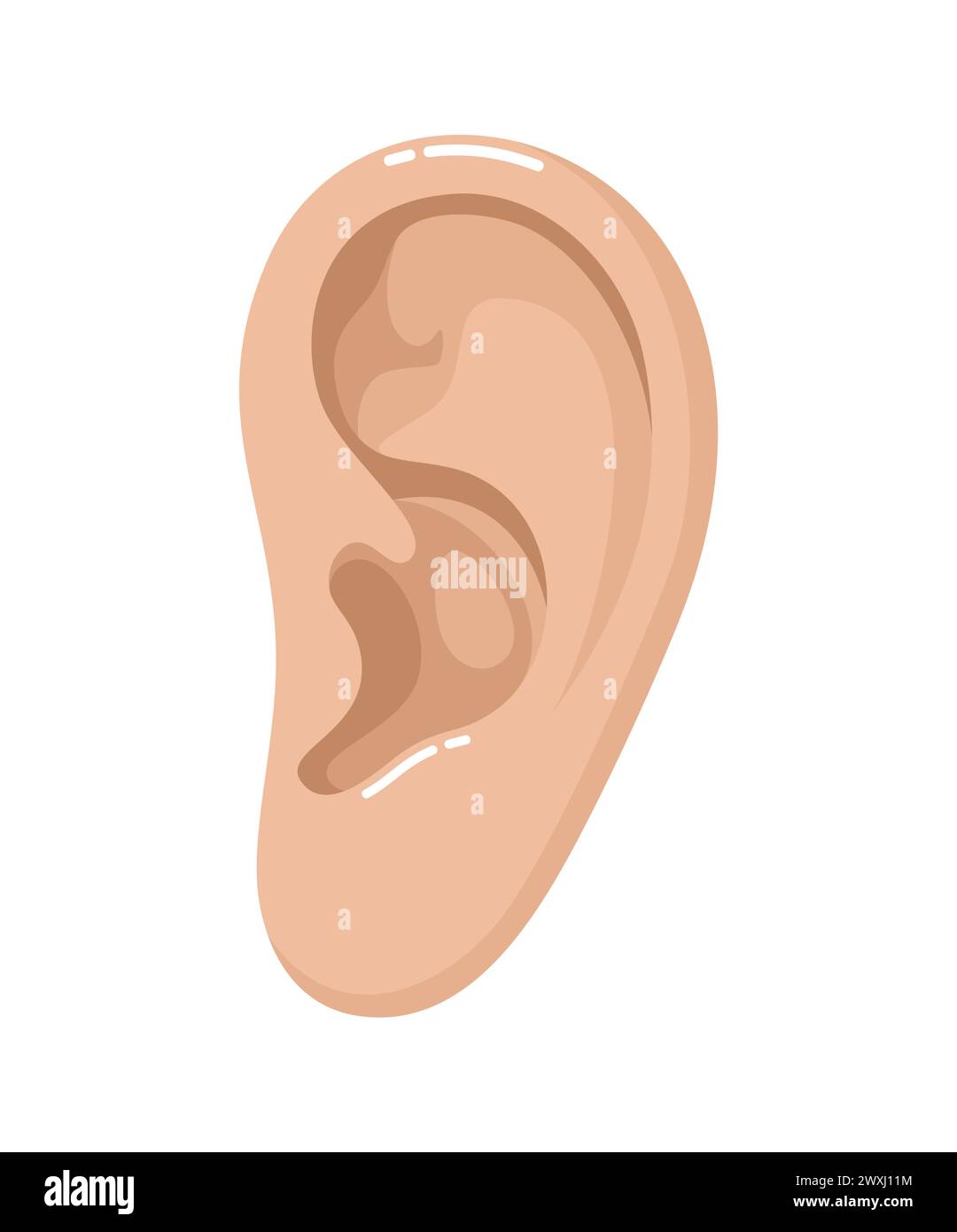 Menschliches Ohr isoliert auf weißem Hintergrund. Illustration des flachen Vektors Stock Vektor