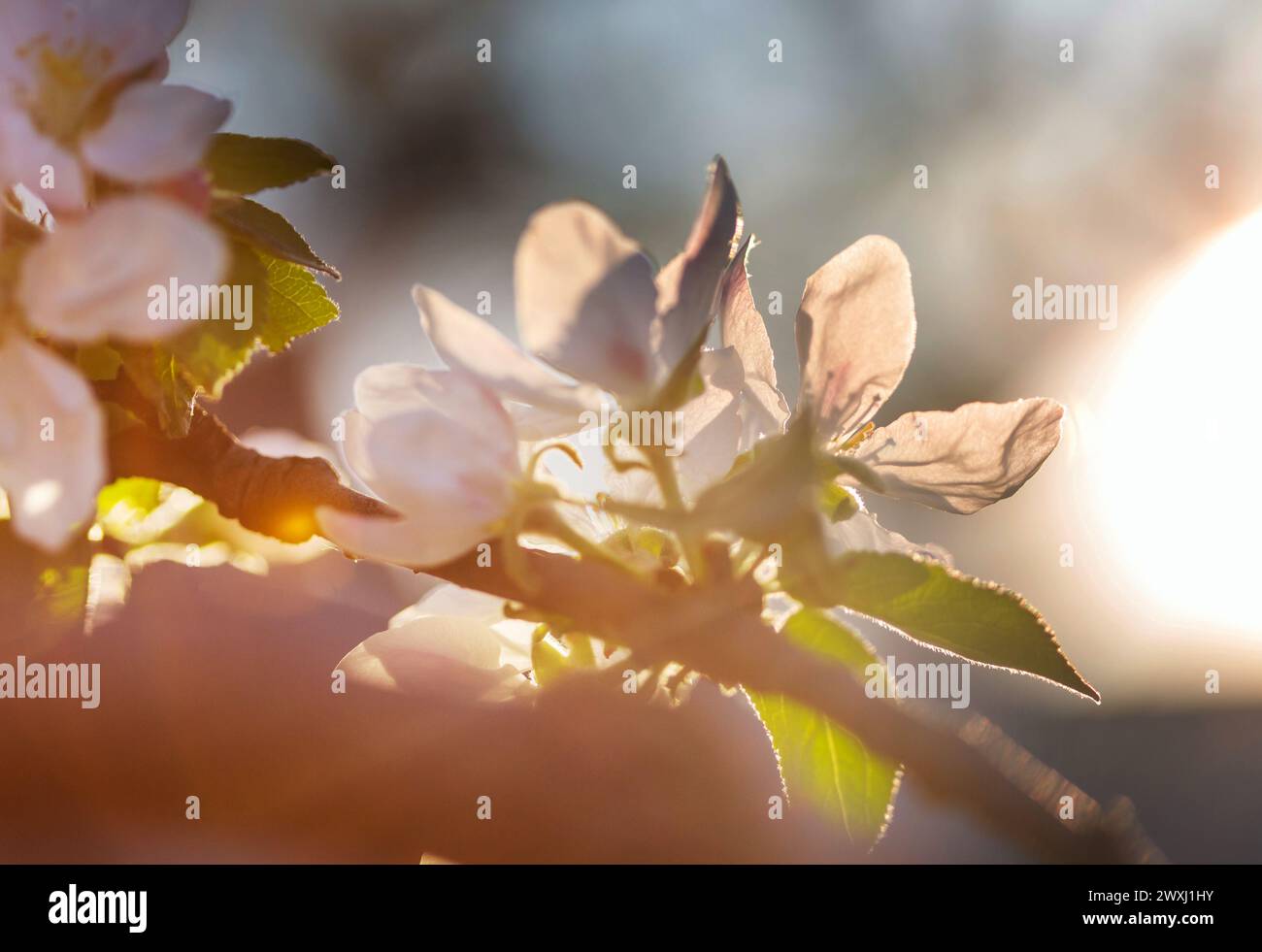 Blühender Baum im Frühling Garten. Schöner Frühling natürlichen Hintergrund. Stockfoto