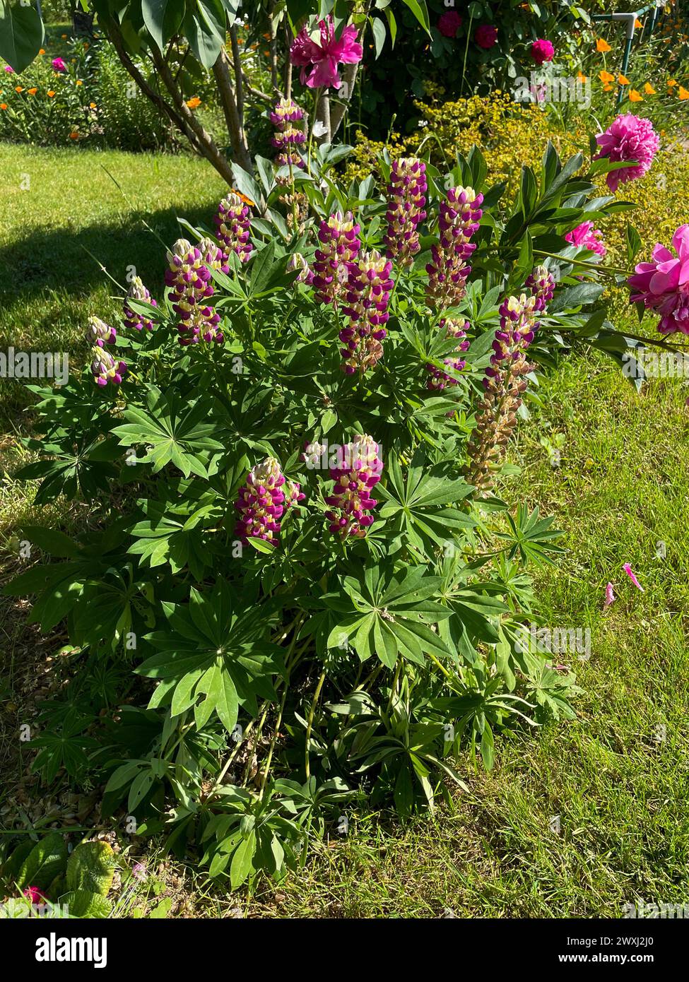 Lupinen mit lila Pink farbenen Blüten im Sonnenlicht Stockfoto