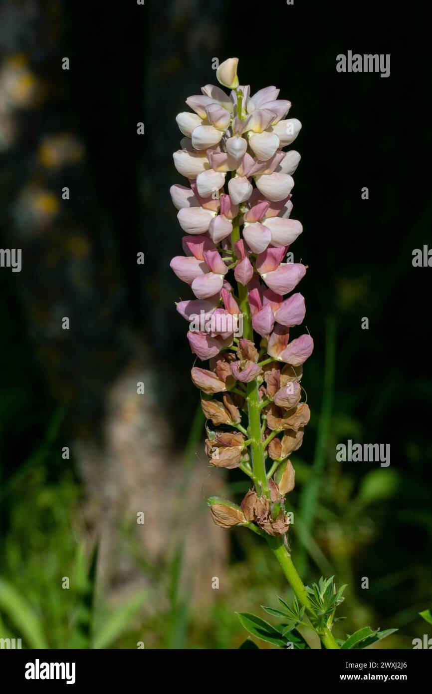 Lupinen mit lila Pink farbenen Blüten im Sonnenlicht Stockfoto