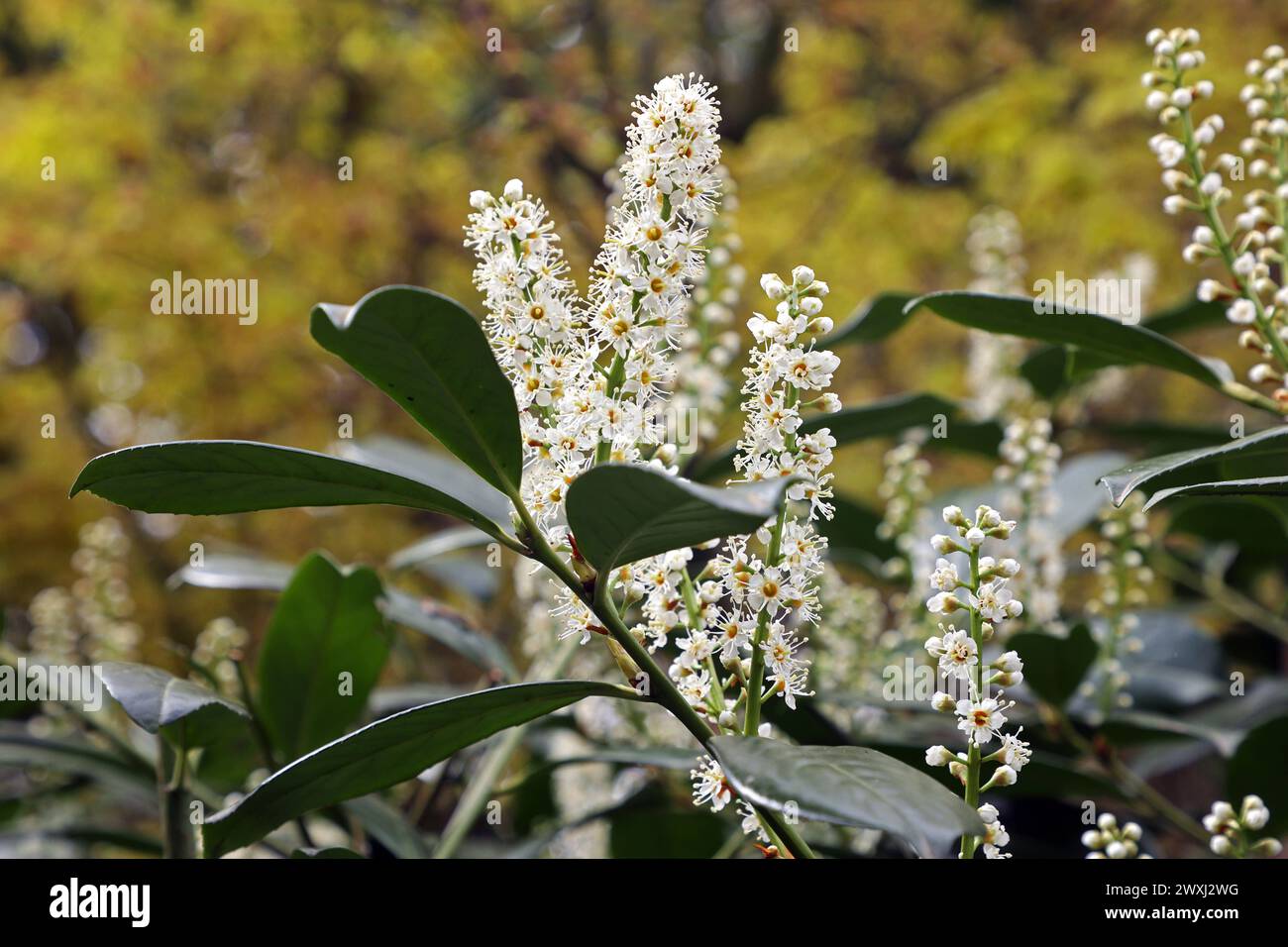 Neophyten und Gartenpflanzen Knospen und Blüte des giftigen