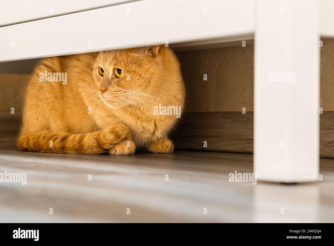 Die Katze versteckt sich unter dem Schrank vor Menschen. Katze spielt Verstecken. Abweichendes Verhalten bei Katzen. Schüchterne Katze. Stockfoto