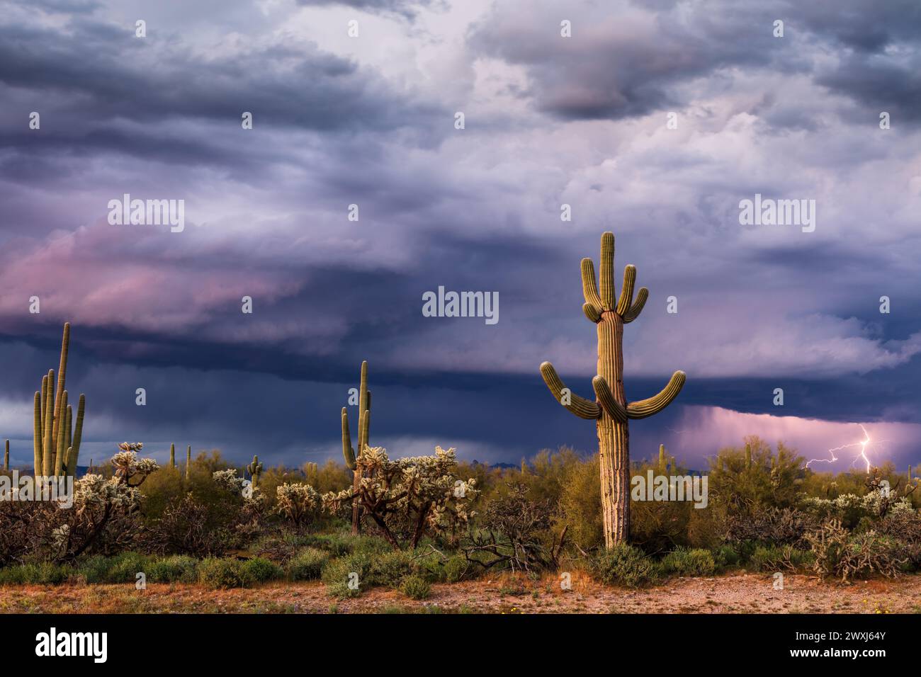 Malerische Sonora-Wüstenlandschaft mit Saguaro-Kakteen und dramatischen Sturmwolken in der Nähe von Florence, Arizona Stockfoto