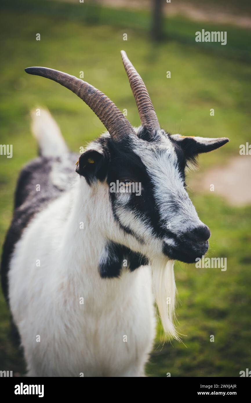 Pfauenziege (Pfauenziege) Stockfoto