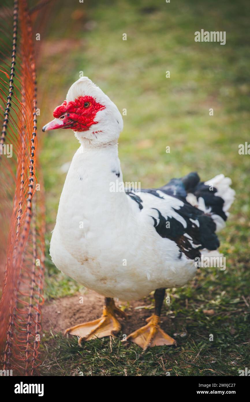 Barbarie-Ente Stockfoto