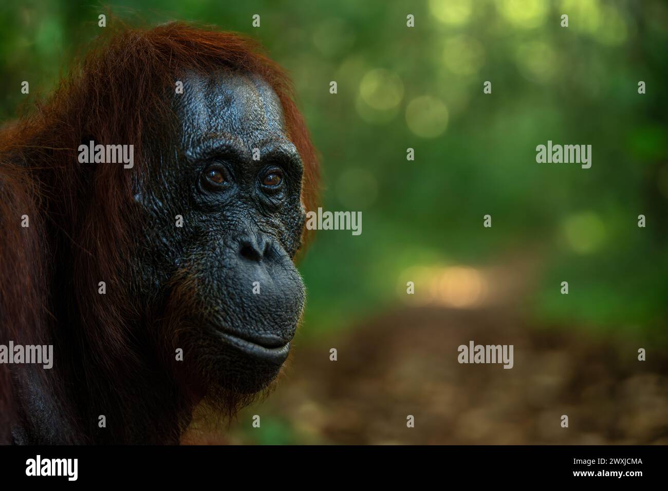 Professionelles Porträt eines weiblichen Orang-Utans aus dem Tanjung Puting Nationalpark, Borneo, Indonesien, vor unscharfem Waldhintergrund Stockfoto