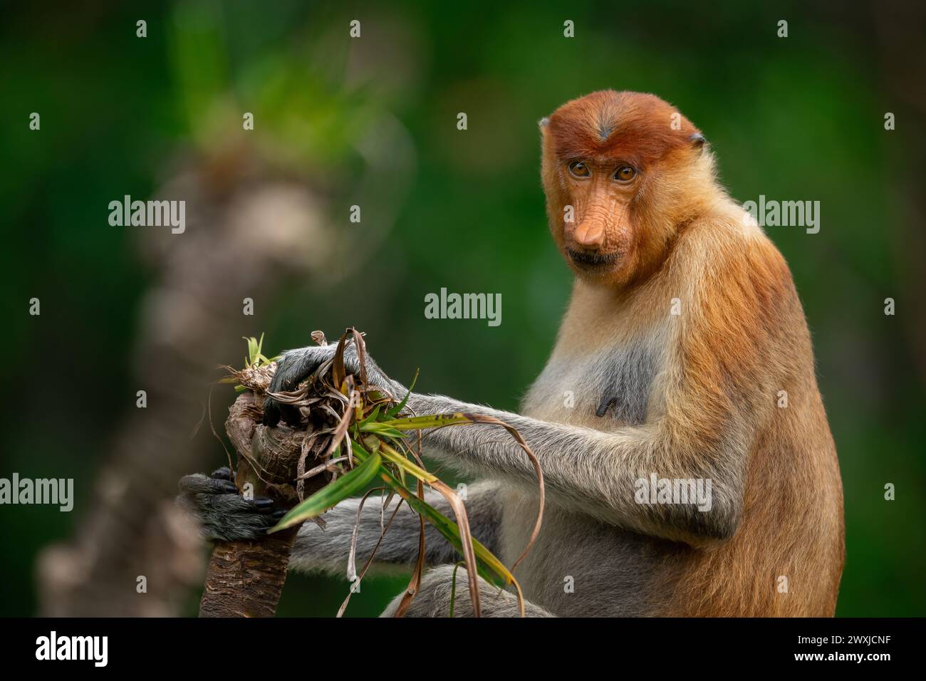 Porträt eines weiblichen Proboskis oder Langnasen-Affen, der auf einer Pandanus-Palme im Tanjung Puting-Nationalpark in Borneo, Indonesien sitzt Stockfoto