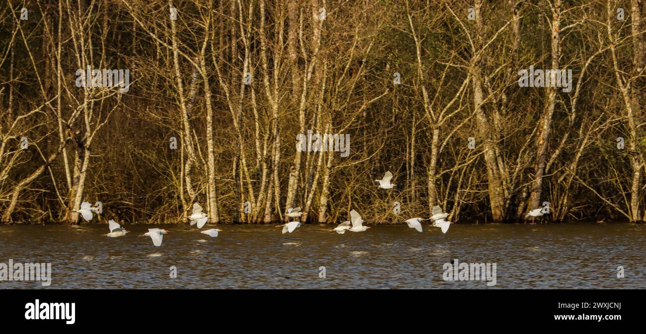 Rinderreiher fliegen über den Teich, La Dombes, Département Ain, Region Auvergne Rhône-Alpes, Ostfrankreich Stockfoto