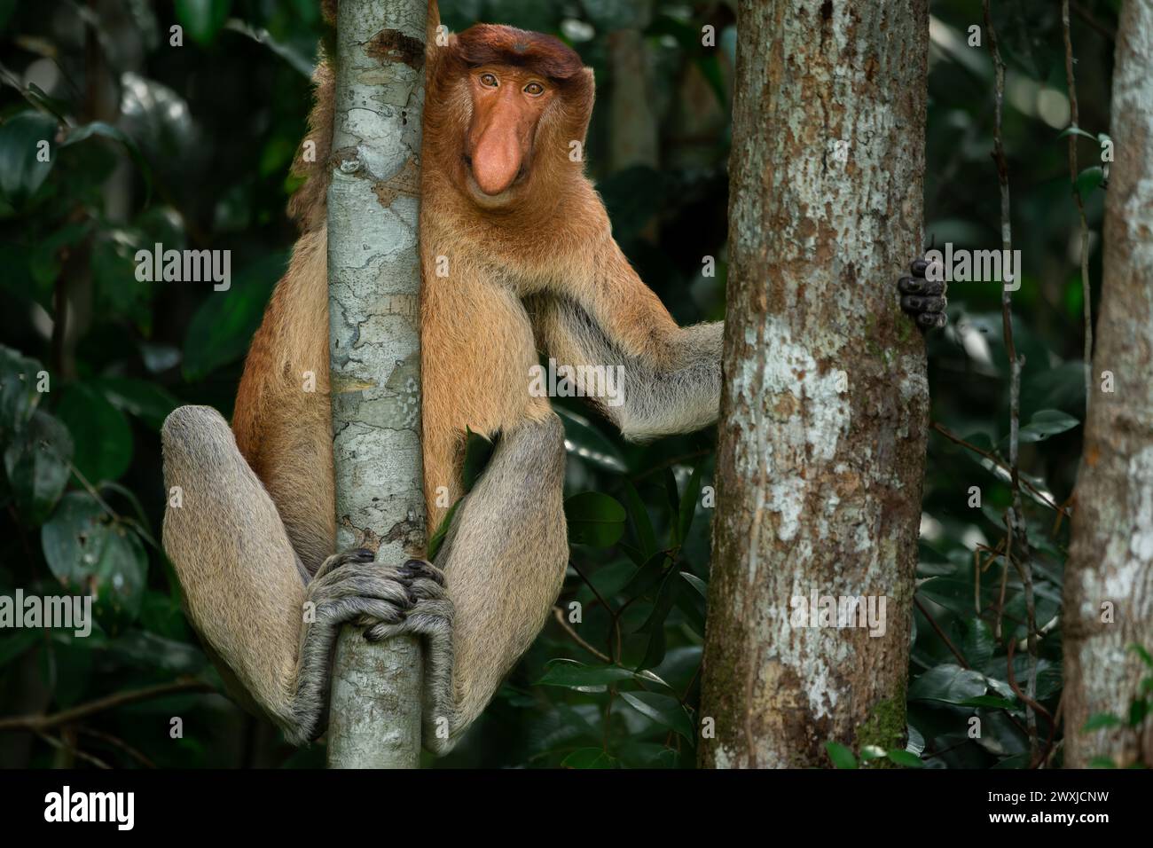 Porträt eines dominanten männlichen Proboscis-Affen (Nasalis larvatus), der beim Klettern auf Bäumen im Tanjung Puting Nationalpark, Borneo, Indonesien, blickt Stockfoto