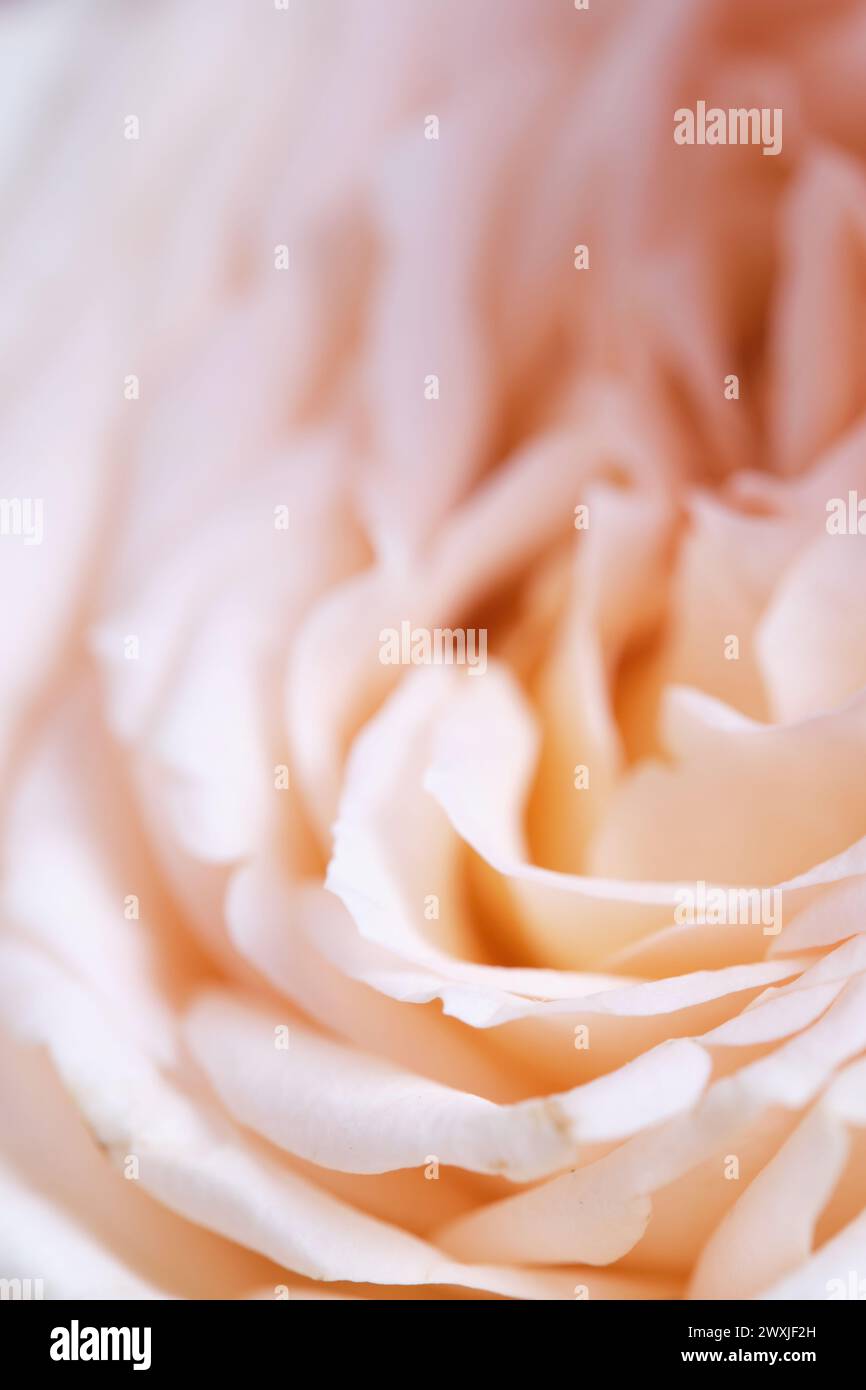 Nahaufnahme von blassbeigen Rosenblättern, weicher Fokus Stockfoto