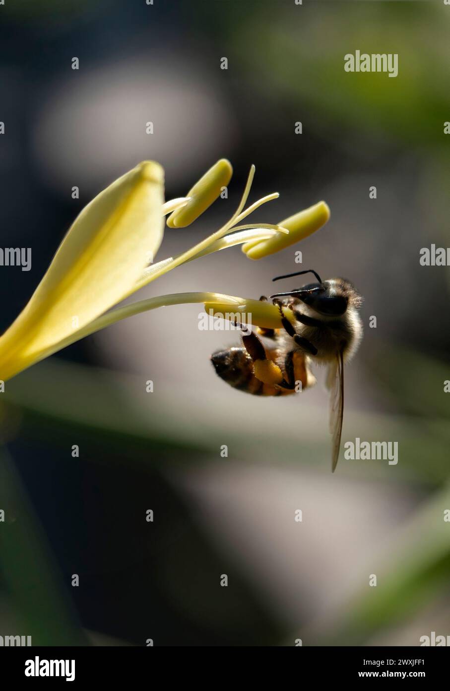 Nahaufnahme von Honigbiene, die Nektar auf wunderschöner gelber Fackellilie sammelt Stockfoto