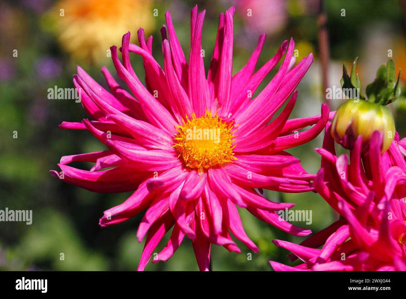 Hirschgeweih-Dahlien (Dahlia), Nordrhein-Westfalen, Deutschland Stockfoto