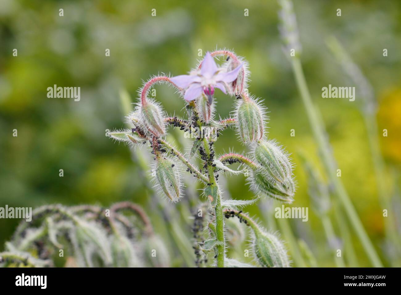 Borage (Borago officinalis), Blüten und Knospen, mit Blattläusen aus schwarzen Bohnen (Aphis fabae) Nordrhein-Westfalen, Deutschland Stockfoto