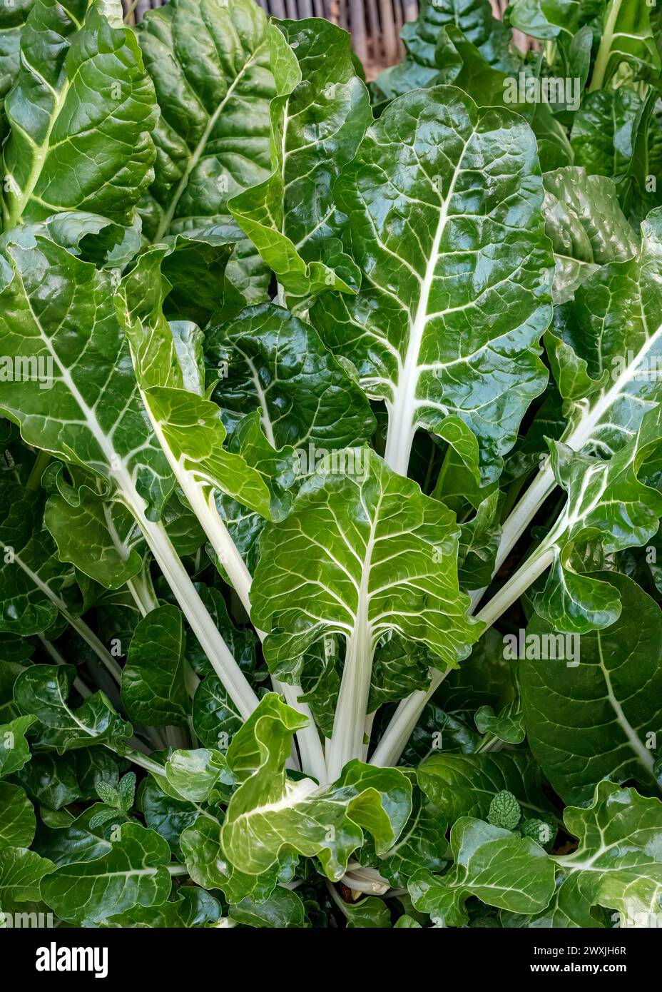 Mangold (Beta vulgaris subsp. Vulgaris), im Garten angebaut; auch bekannt als: Silberrübe, ewiger Spinat, Rübenspinat, Seebeete und Blattrübe Stockfoto