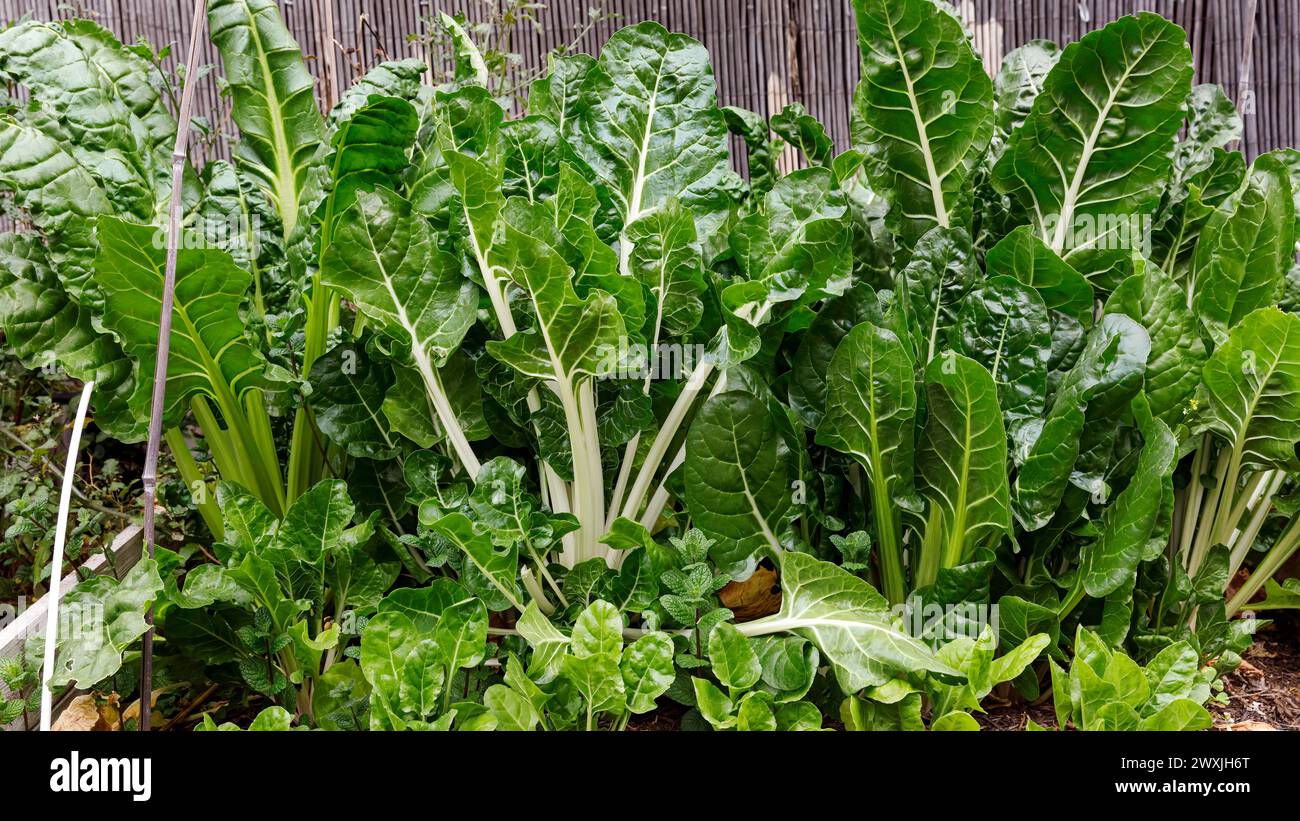 Mangold (Beta vulgaris subsp. Vulgaris), im Garten angebaut; auch bekannt als: Silberrübe, ewiger Spinat, Rübenspinat, Seebeete und Blattrübe Stockfoto
