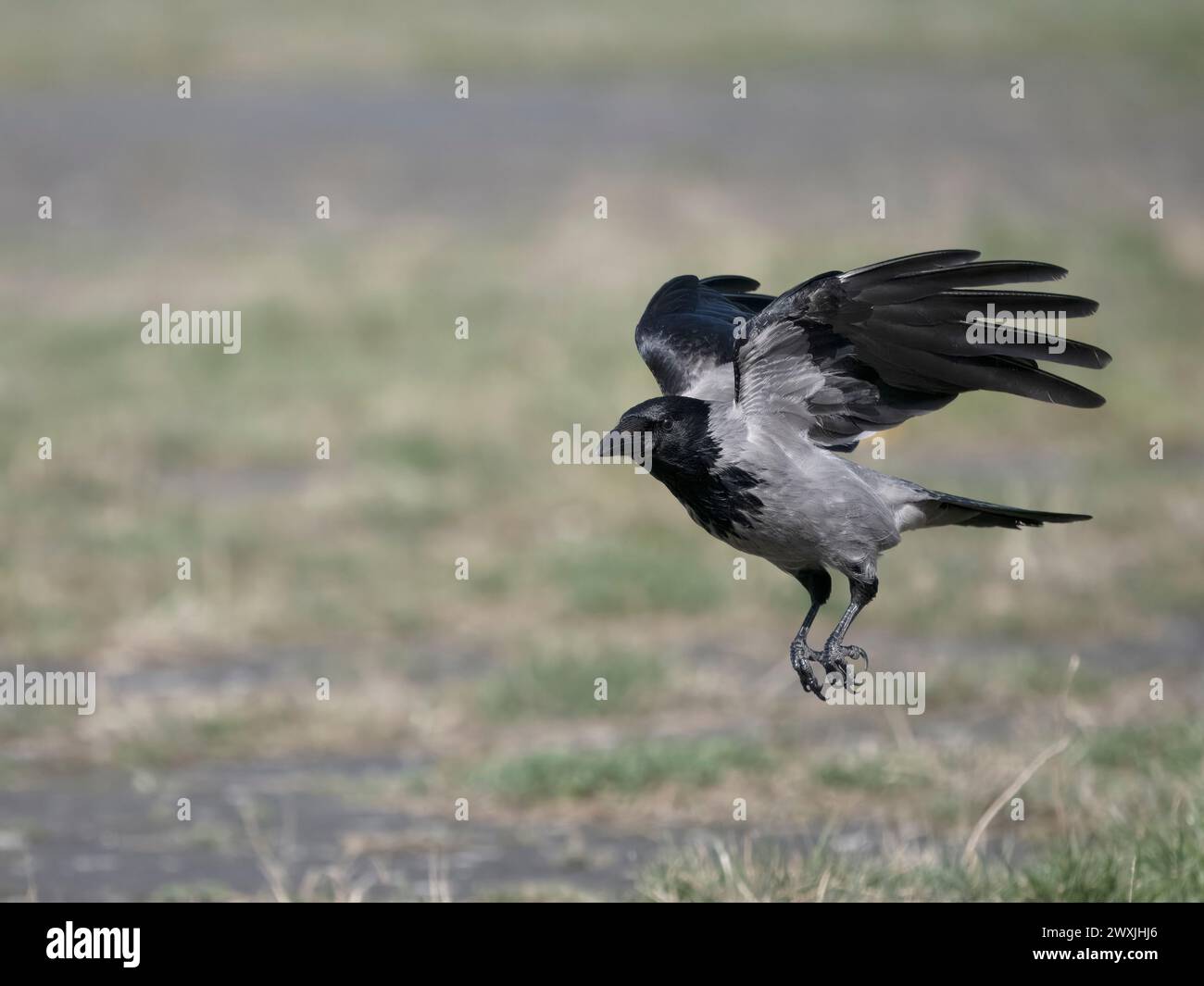 Kapuzenkrähe, Corvus cornix, Einzelvogel im Flug, Schottland, März 2024 Stockfoto