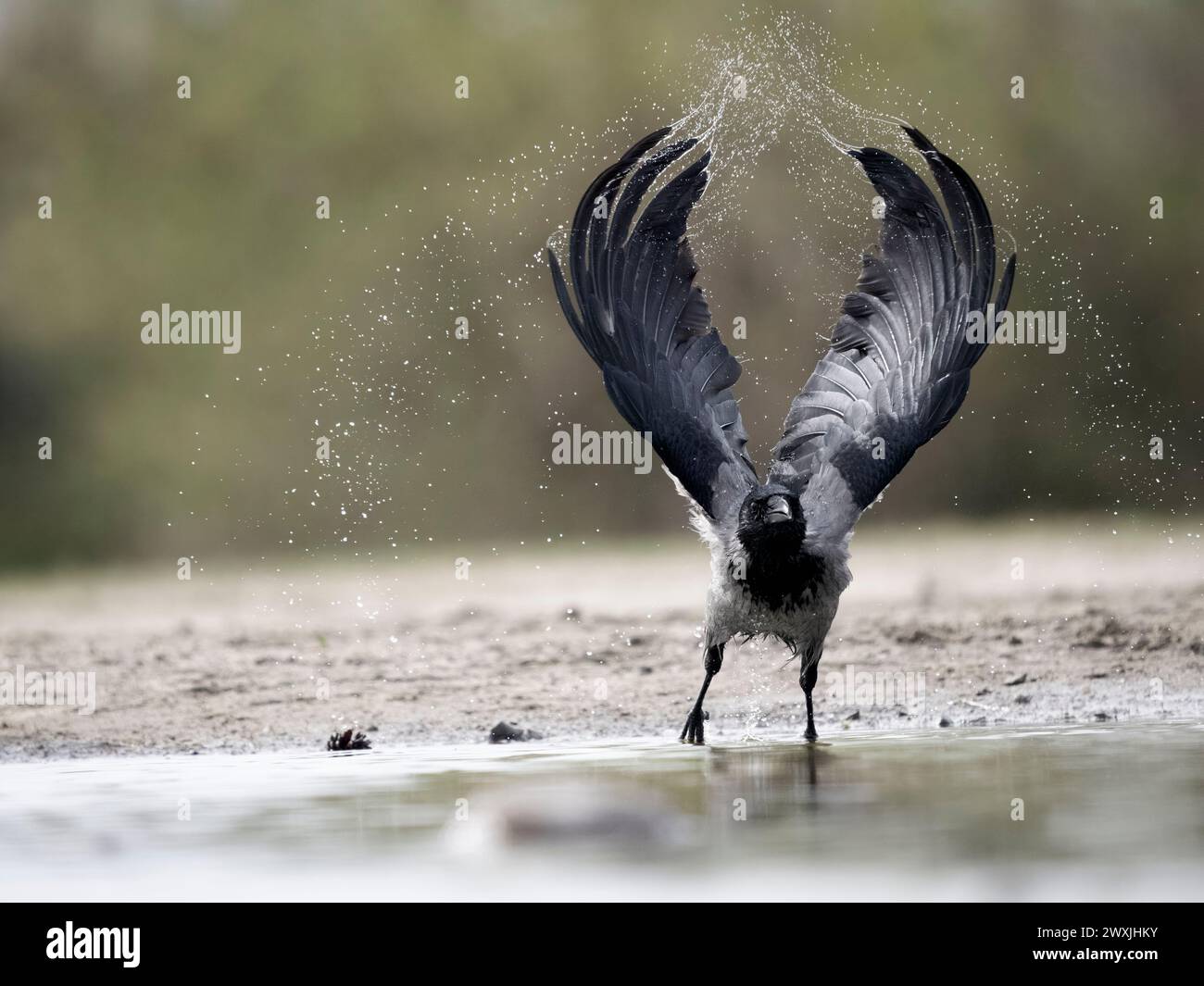 Kapuzenkrähe, Corvus cornix, Single Bird by Water, Schottland, März 2024 Stockfoto