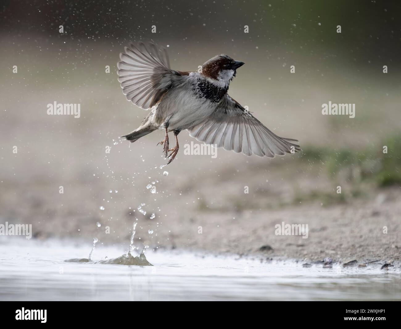 House Spatrow, Passer domesticus, einzelner männlicher Vogel, der aus dem Wasser springt, Warwickshire, März 2024 Stockfoto