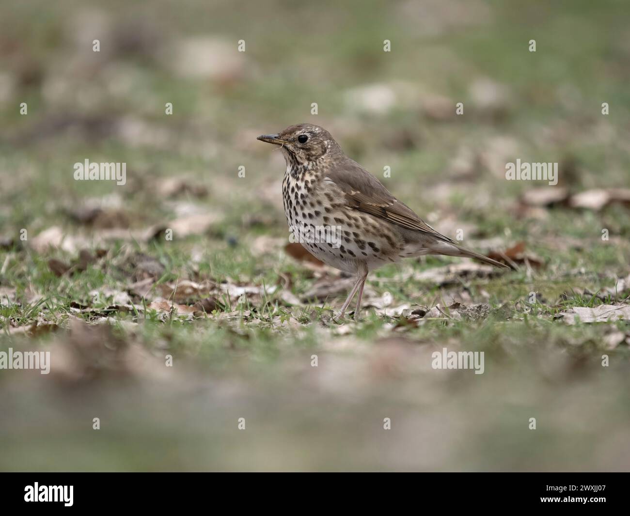 Song Thrush, Turdus philomelos, Singvogel auf Gras, Warwickshire, März 2024 Stockfoto