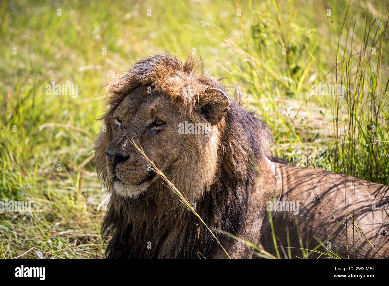 Männlicher Löwe in der kenianischen Savanne Stockfoto