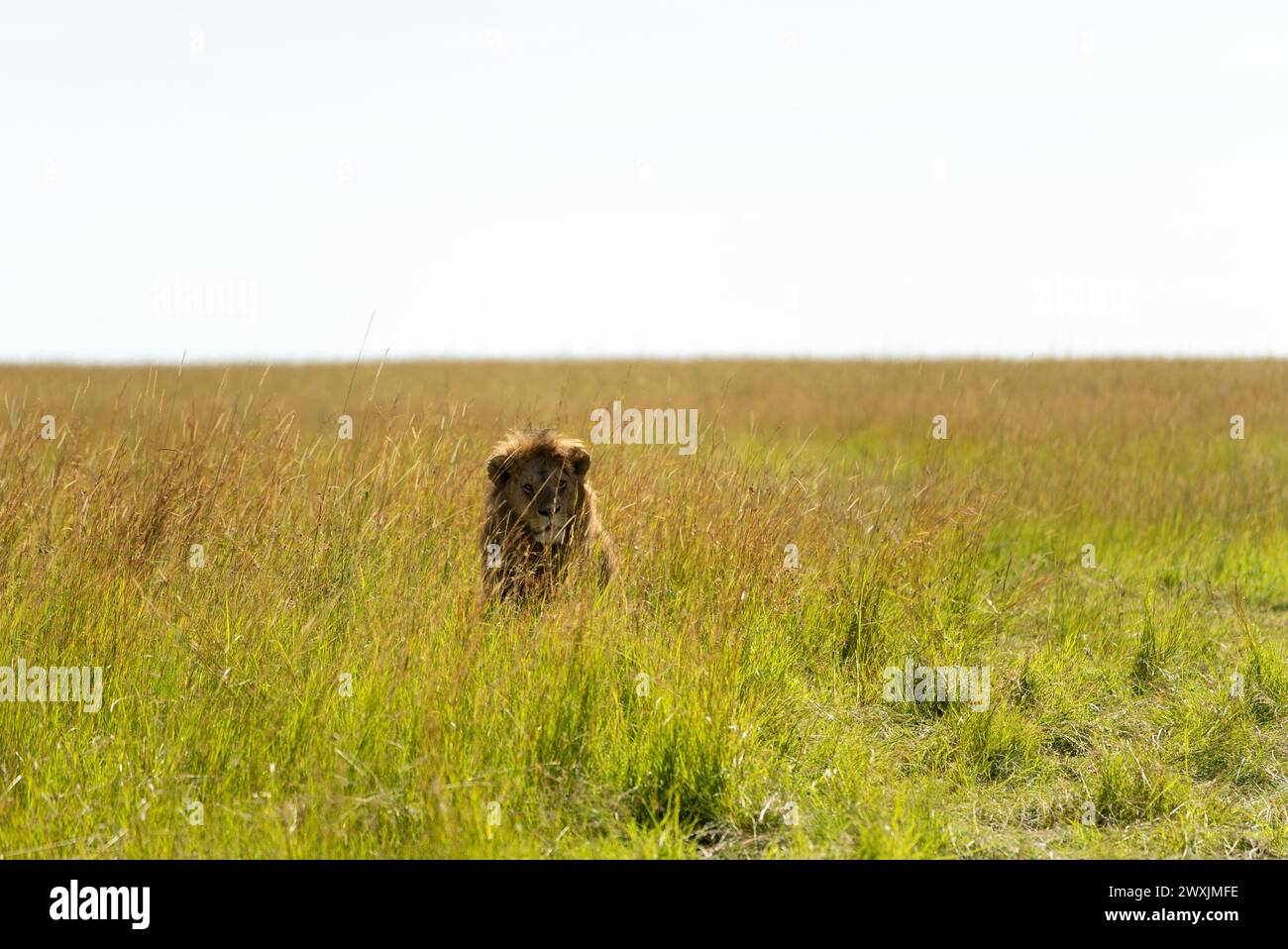 Löwen in der Savanne von kenya masai Mara Stockfoto