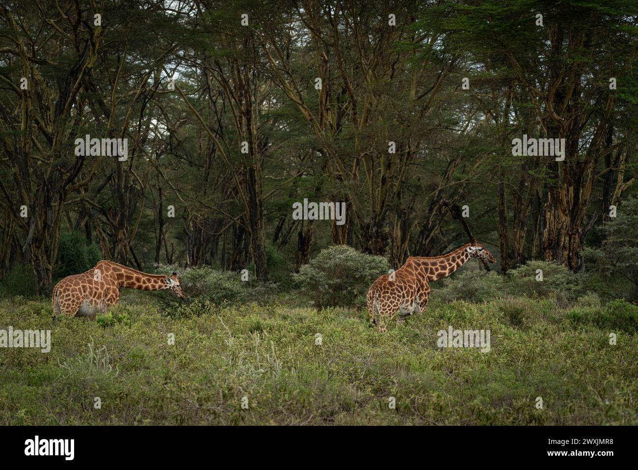 Giraffe im kenianischen Wald Stockfoto