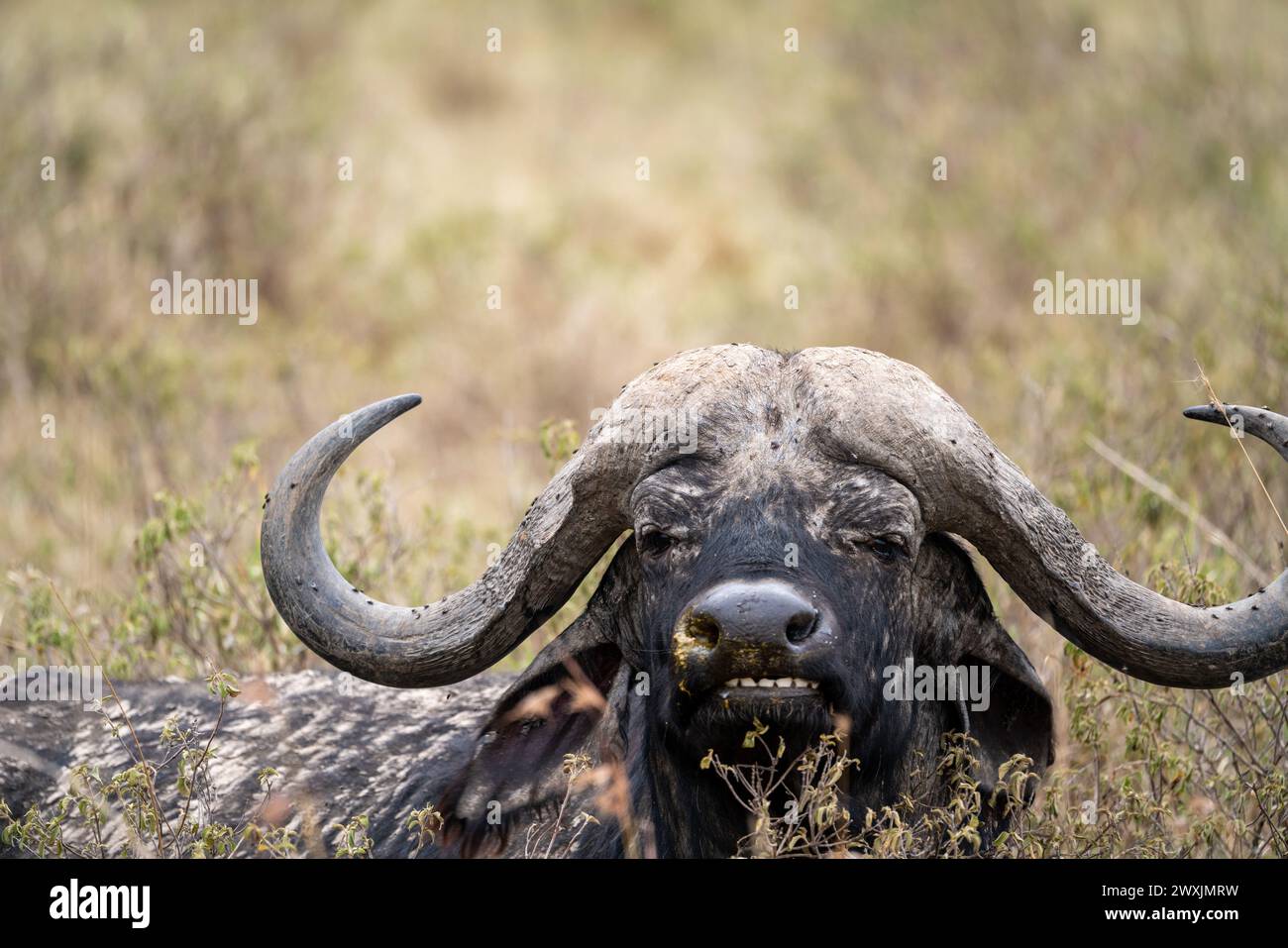 Afrikanischer Büffel in der kenianischen Savanne Stockfoto