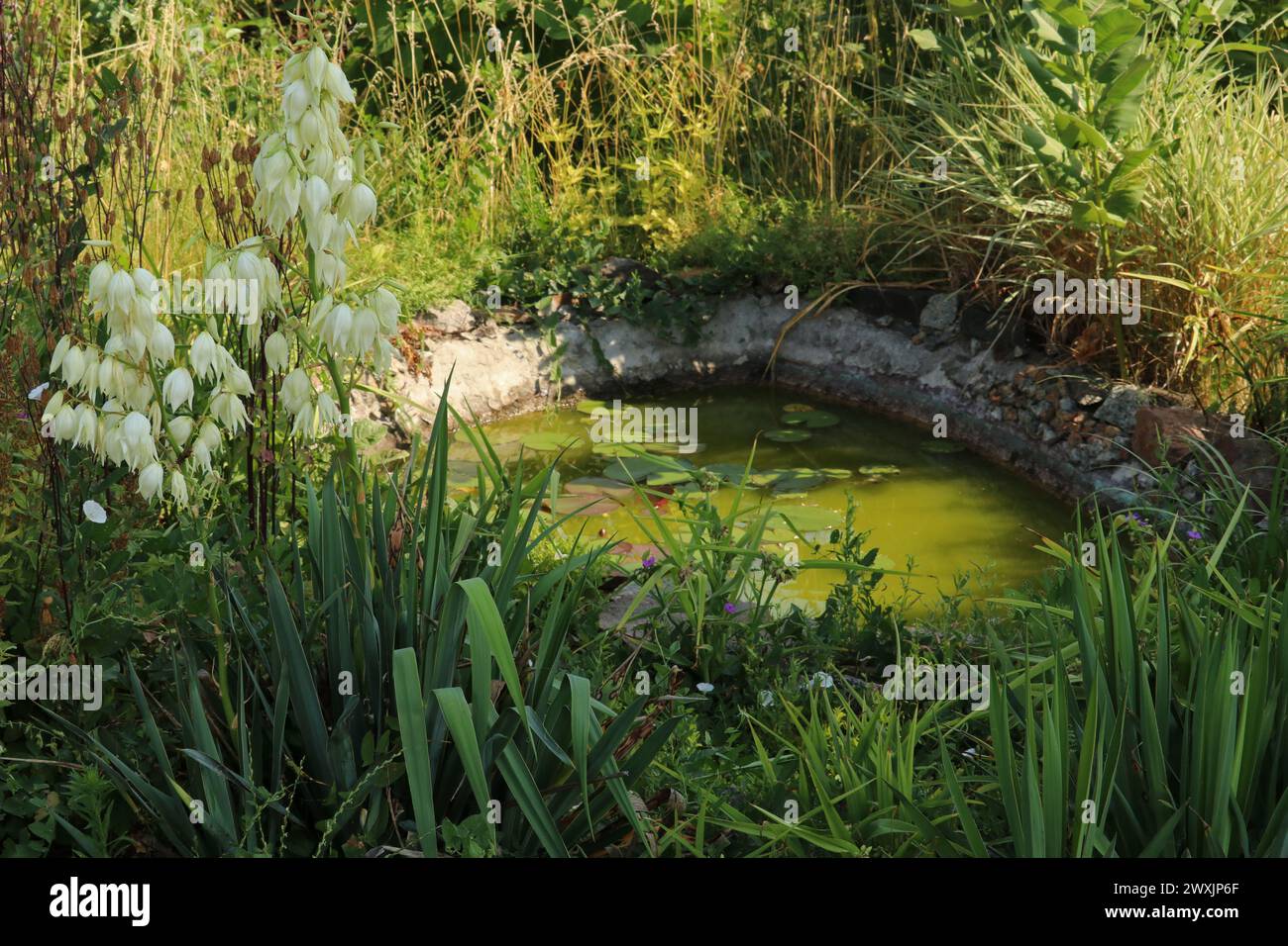 Kleiner Gartenteich mit grünem Wasser. Der Teich ist mit dickem Gras bewachsen. Verlassener Teich. Stockfoto