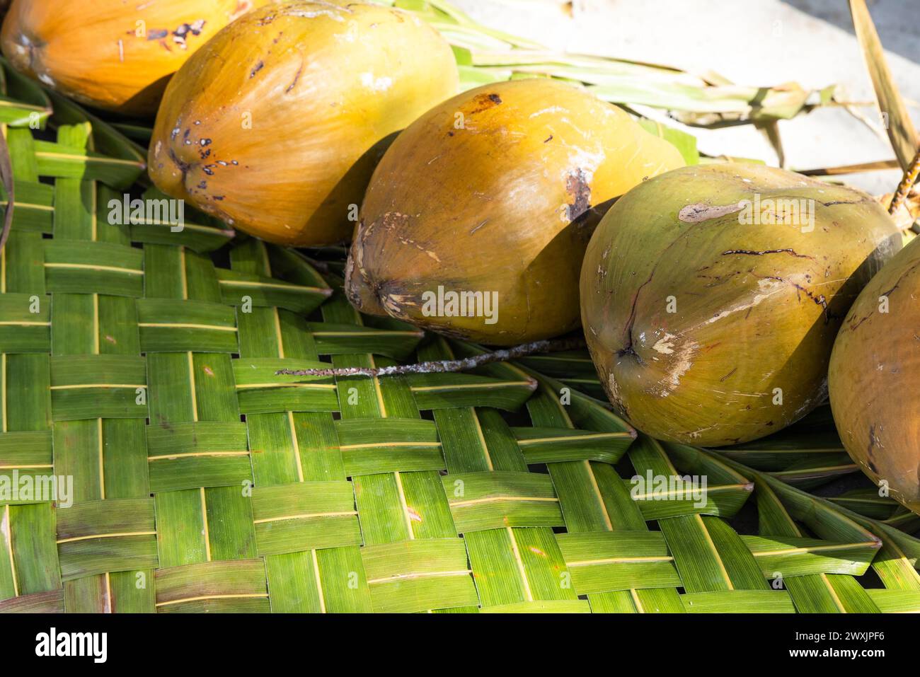 Gelbe Kokosnüsse liegen in einer Reihe auf einem Korbteppich aus frischen Palmblättern Stockfoto