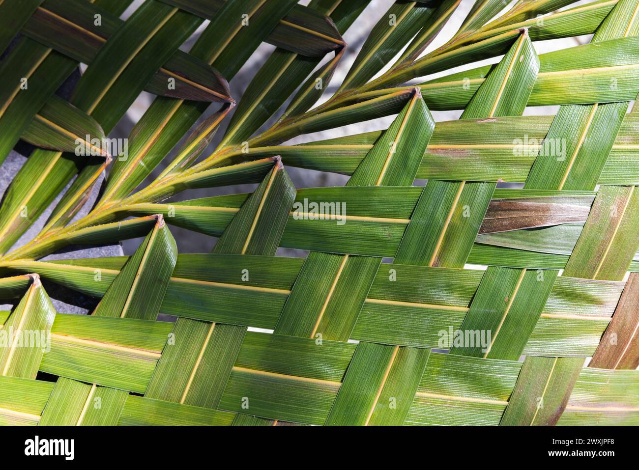 Wicker Teppich aus frischen Kokospalmenblättern, natürliches abstraktes Hintergrundfoto Stockfoto