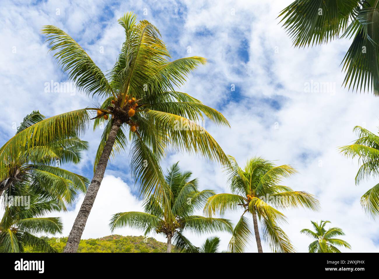 Kokospalmen mit gelben Früchten stehen unter blauem bewölktem Himmel an einem sonnigen Tag, Cocos nucifera Stockfoto